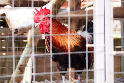 Close-up of rooster in cage