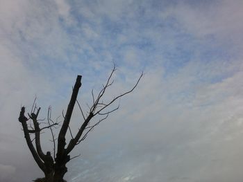 Low angle view of bare tree against sky