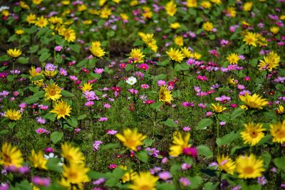 Close-up of yellow and pink flowering plants on field