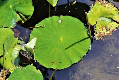 Close-up of lotus water lily in lake