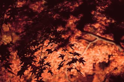 Close-up of maple tree at night