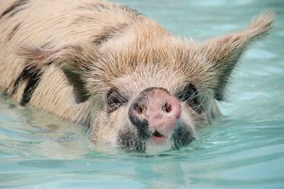 Close-up portrait of an animal in swimming pool