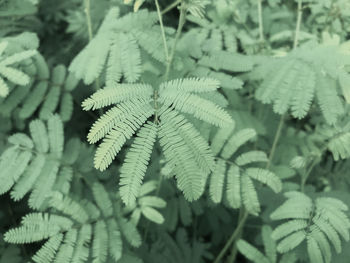 Full frame shot of leaves