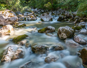 Surface level of stream along plants