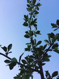 Low angle view of plant against clear blue sky