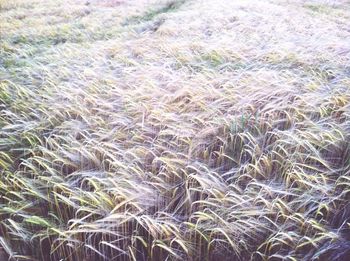 Full frame shot of wheat field