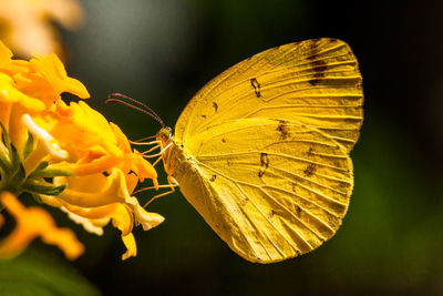 Close-up of butterfly on yellow flower