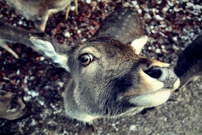 High angle view of rabbit on field