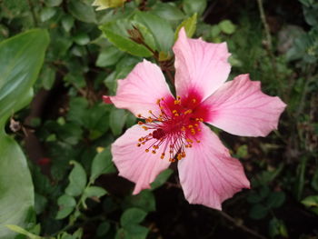 Close-up of pink hibiscus blooming outdoors