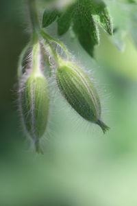 Close-up of flower bud