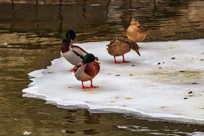 Mallard ducks perching on lake