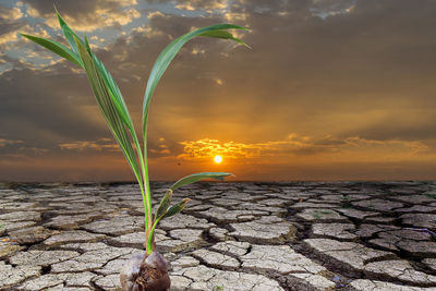 Young coconut trees on the dry and parched ground against sky during sunset