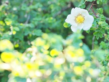 Close-up of yellow flowers blooming outdoors