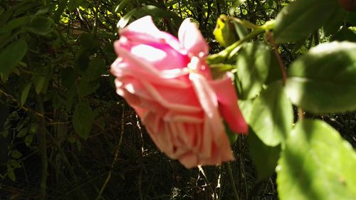 Close-up of pink flowers blooming outdoors