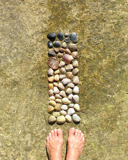 Directly above shot  of person standing next to seashell collection at beach 