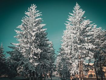 Low angle view of christmas tree against sky during winter