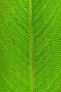 Full frame shot of palm leaves