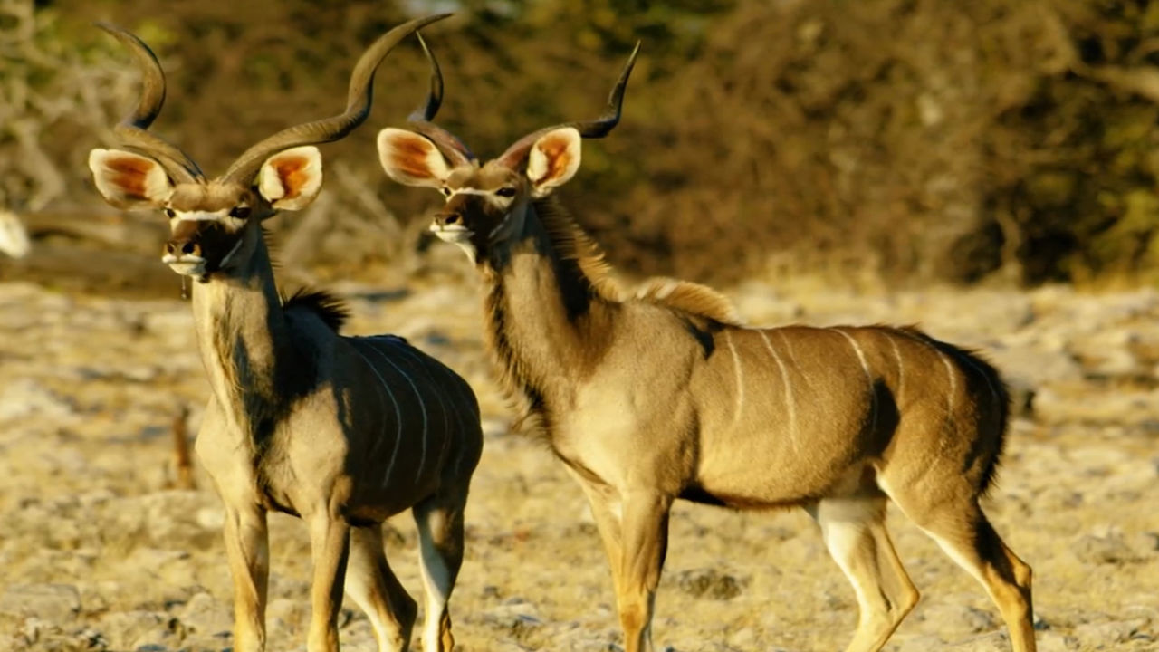 animal themes, animal, animals in the wild, animal wildlife, group of animals, mammal, vertebrate, day, no people, herbivorous, standing, nature, focus on foreground, safari, land, domestic animals, outdoors, two animals, non-urban scene, herd, arid climate, semi-arid