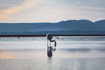 Flamingos in salt lakes in the atacama desert