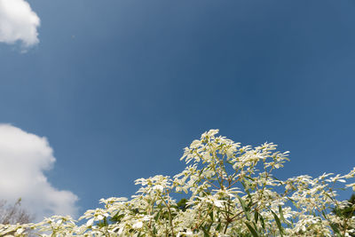 Low angle view of flowering plants against blue sky