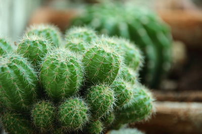 Close-up of succulent plant