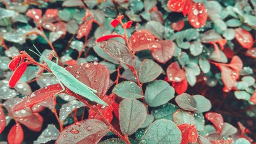 High angle view of insect on wet leaves