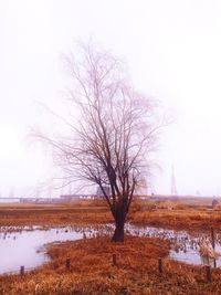 Bare trees on field