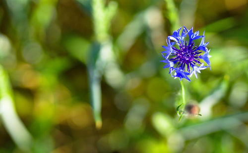 Close-up of purple flowering plant