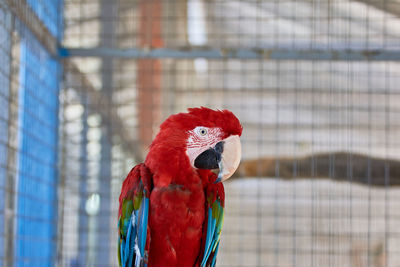 Close up of the scarlet macaw ara macao
