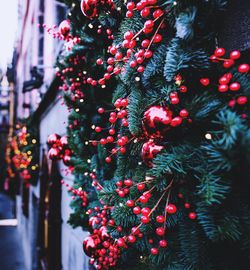 Close-up of christmas tree