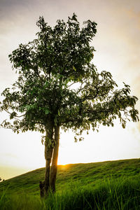 Tree on field against sky