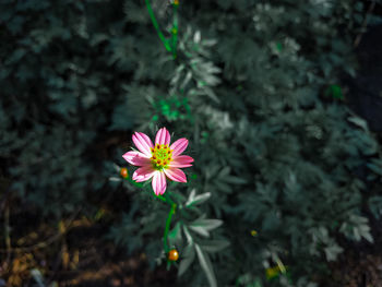 High angle view of pink flowering plant