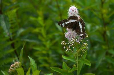 Close-up of butterfly pollinating on purple flower