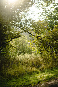 Trees in forest