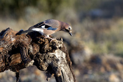 Close-up of bird perching on tree trunk