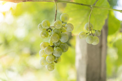 Close-up of grapes growing in vineyard