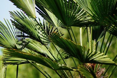 Close-up of palm tree