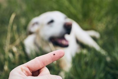 Close-up of a dog