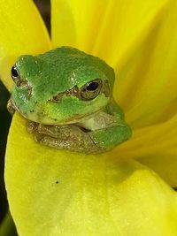 Close-up of frog