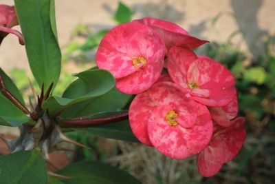 Close-up of pink flowering plant