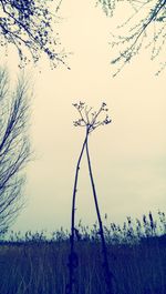 Bare trees against sky