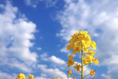 Close-up of yellow flower against cloudy sky