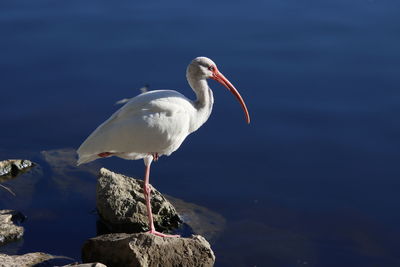 White ibis bird perching on rock