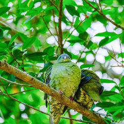 Low angle view of parrot perching on tree