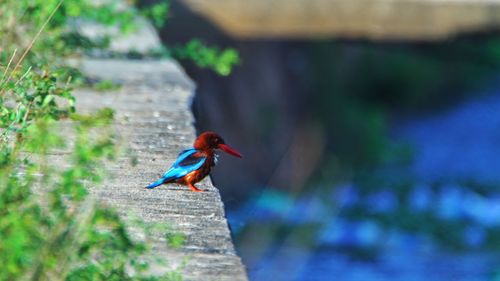 Close-up of bird perching on leaf