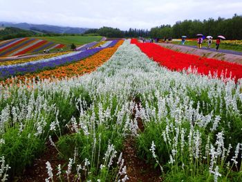 View of flowers growing in field