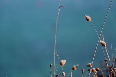 Low angle view of a bird against the sky