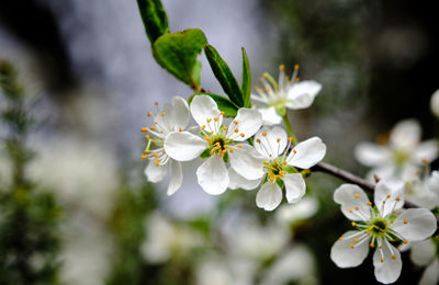 Close-up of white cherry blossoms