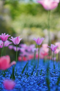 Close-up of pink flowering plants on field