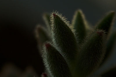 Close-up of succulent plant